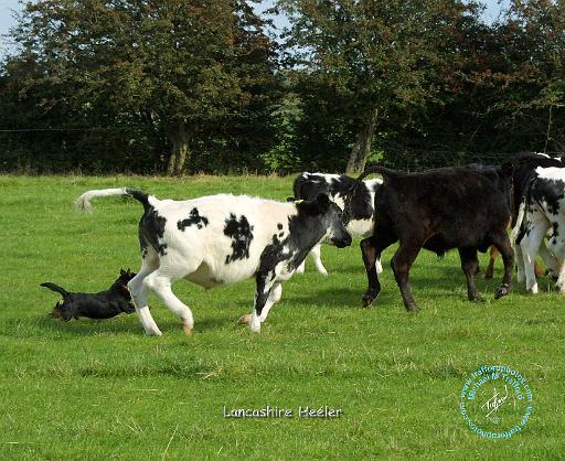 Lancashire Heeler 9B025D-19.JPG